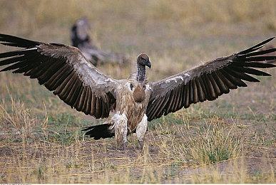 《战地2042》要凉凉 许多主播和玩家放弃了这款游戏